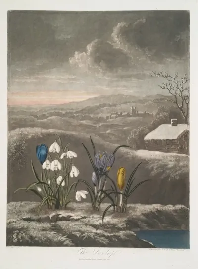 The Snowdrop