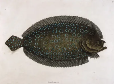 The Sole Solea Lunata C