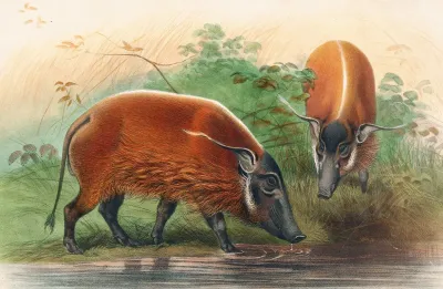 The South African River Hog