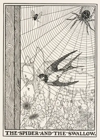 The Spider And The Swallow