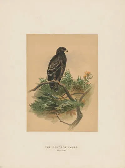 The Spotted Eagle 2