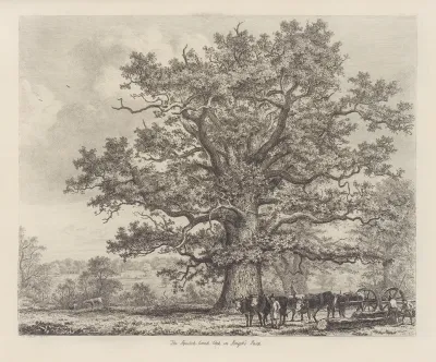 The Squitch Bank Oak