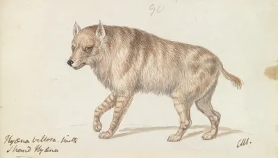 The Strand Hyaena