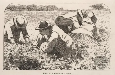 The Strawberry Bed