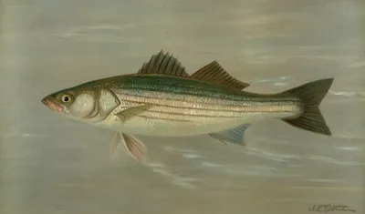 The Striped Bass Roccus Lineatus