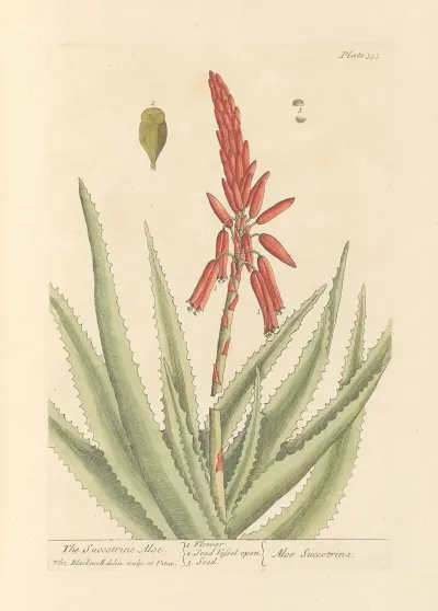 The Succotrine Aloe