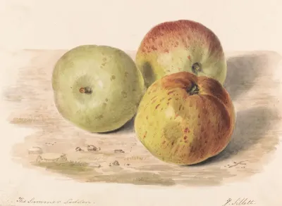 The Summer Lodden Sept 1832 A Still Life Study Of Three Apples