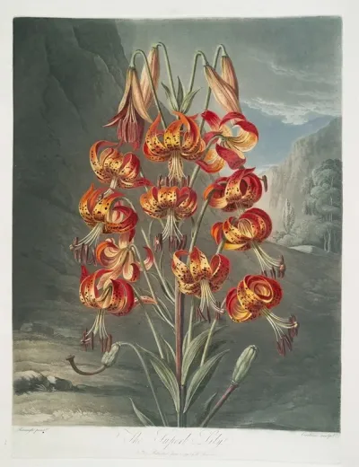 The Superb Lily