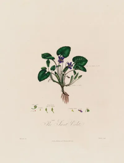 The Sweet Violet