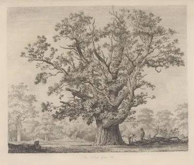 The Swilcar Lawn Oak