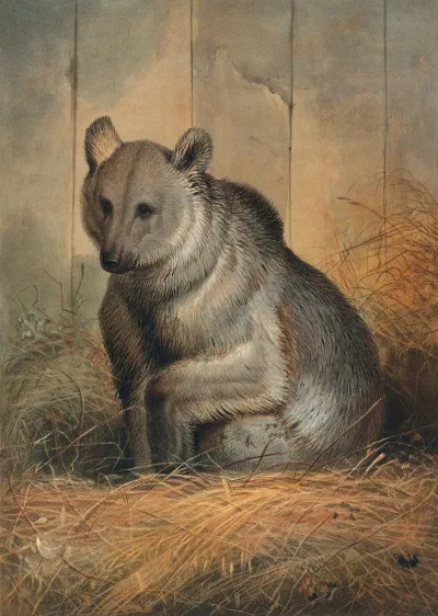 The Syrian Bear