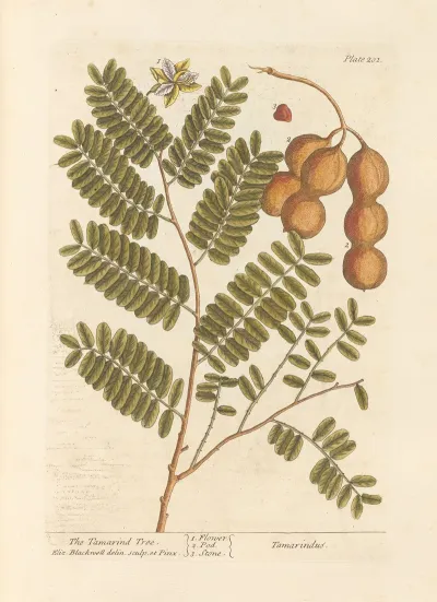 The Tamarind Tree