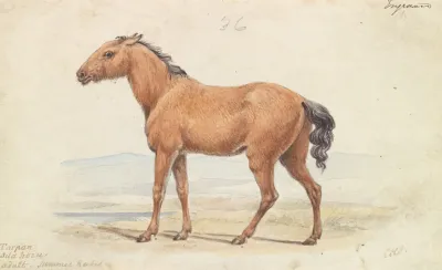 The Tarpan Wild Horse Native To Russia