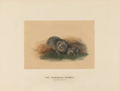 The Tasmanian Wombat 2