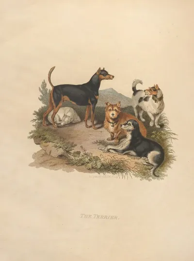 The Terrier