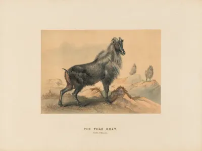 The Thar Goat 2