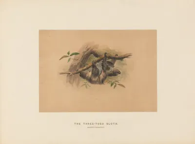 The Three Toed Sloth 2