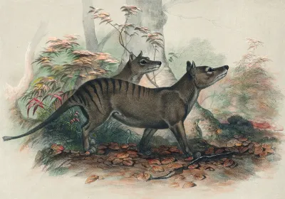The Thylacine