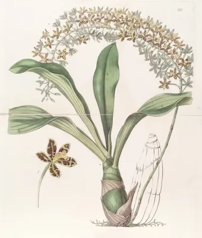 The Tiger Spotted Letter Leaf