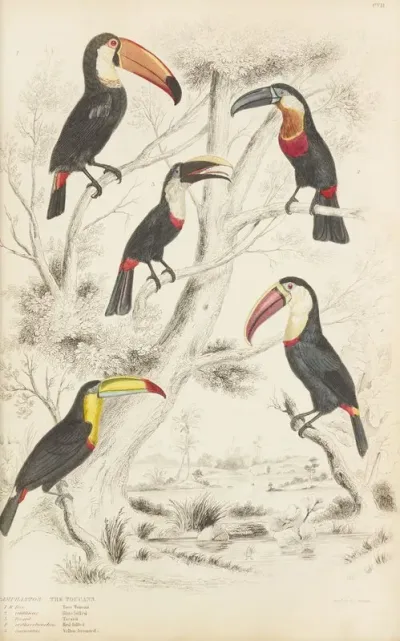 The Toucans