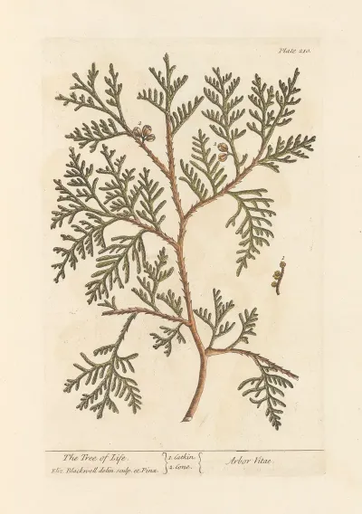 The Tree Of Life 4