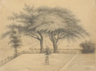 The Trees And Lawn At College And Elm Streets New Haven