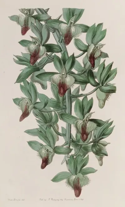 The Trowwl Shaped Feeler Wort