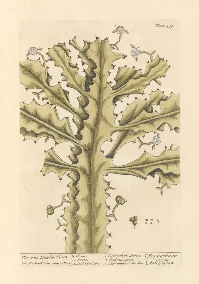 The True Euphorbium