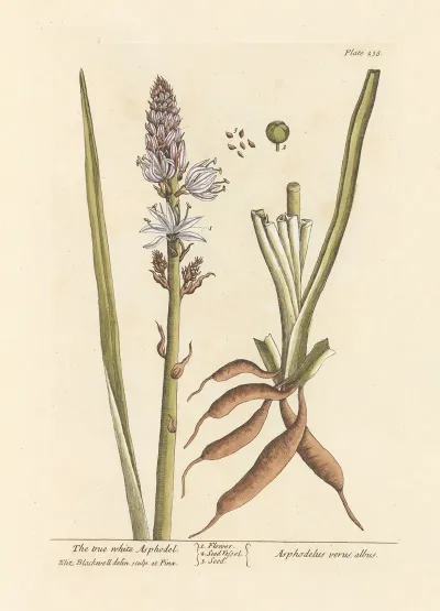 The True White Asphodel