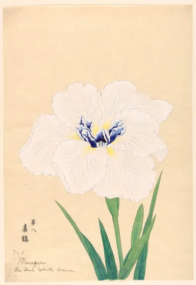 The True White Crane Manazuru