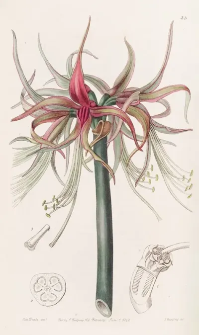 The Tumbler Sprekelia Shorter Flowered Variety