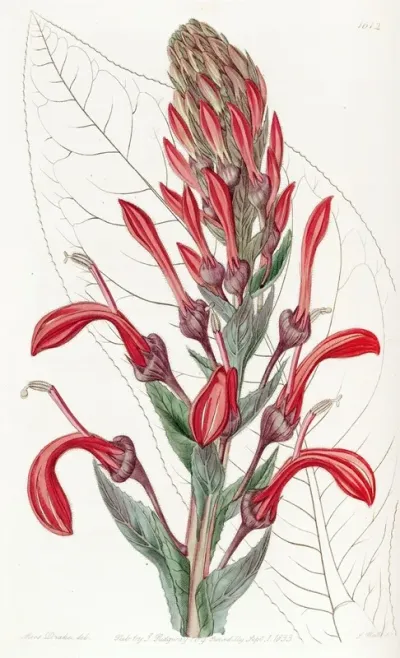 The Tupa Poison Plant
