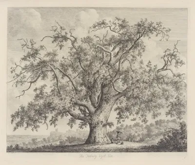 The Tutbury Wych Elm