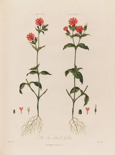 The Two Housed Lychnis