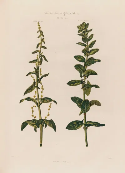 The Two Sexes On Different Plants Spinach