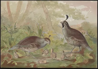 The Valley Quail Lophortyz Californica