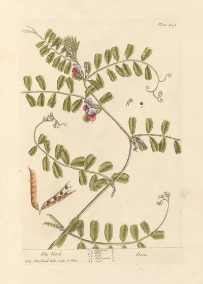 The Vetch