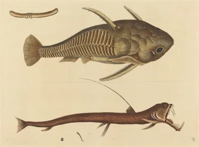 The Viper Mouth Silurus Cataphractus