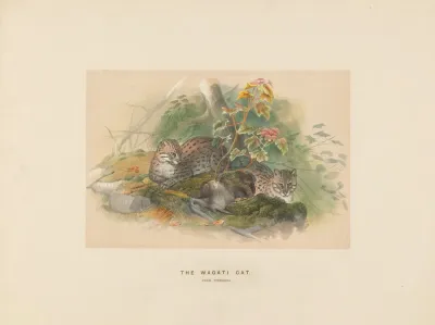 The Wagati Cat 2