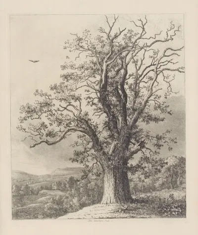 The Wallace Oak