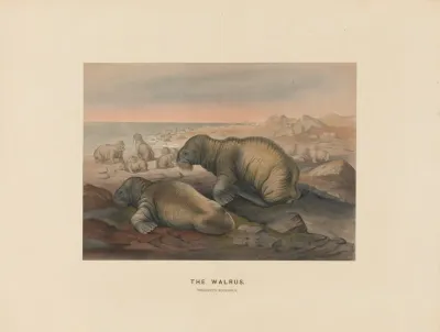 The Walrus 2