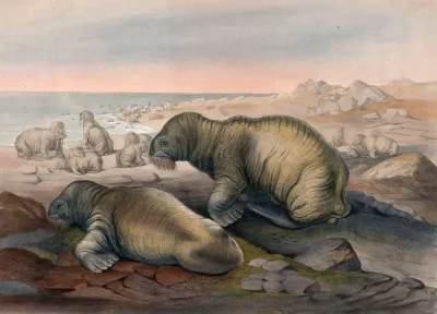 The Walrus