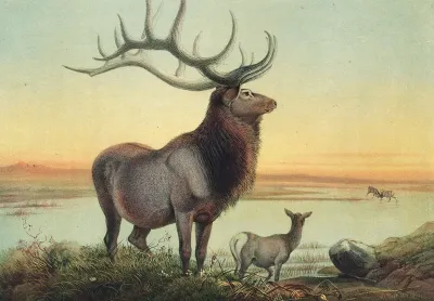The Wapiti Deer