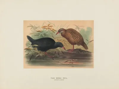 The Weka Rail 2
