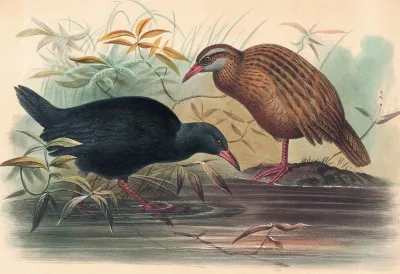 The Weka Rail