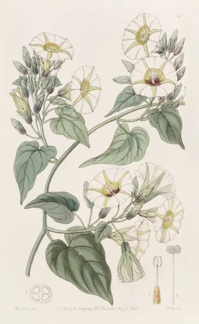 The White Cluster Ipomaea