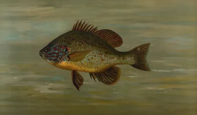 The White Or Silver Bass Roccus Chrysops