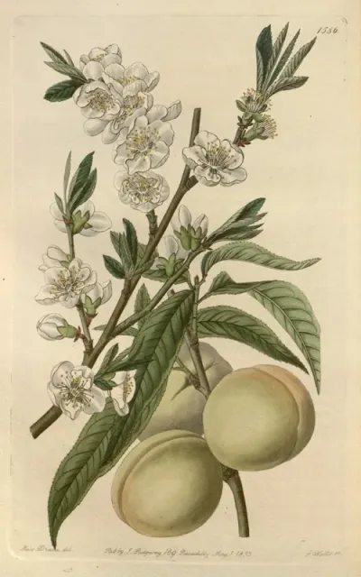 The White Peach