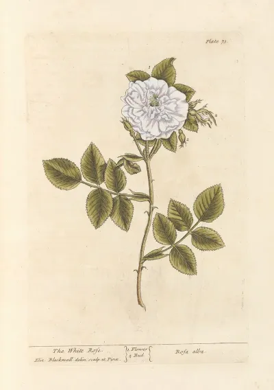 The White Rose