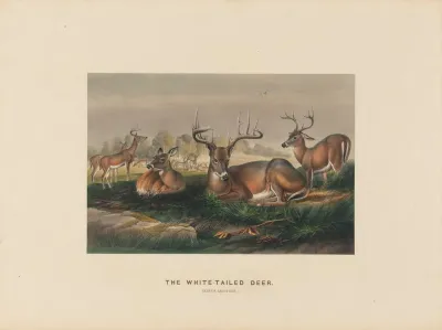 The White Tailed Deer 2